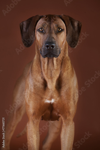 rhodesian ridgeback