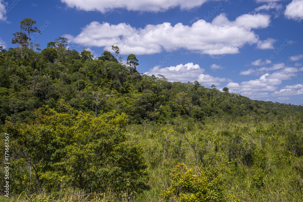 Obraz premium Floresta (paisagem) | Forest Landscape photographed in Linhares, Espírito Santo - Southeast of Brazil. Atlantic Forest Biome. 