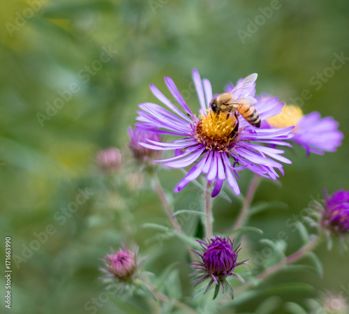 Bee on New England aster