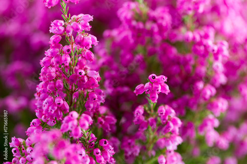 Plant erica gracilis.