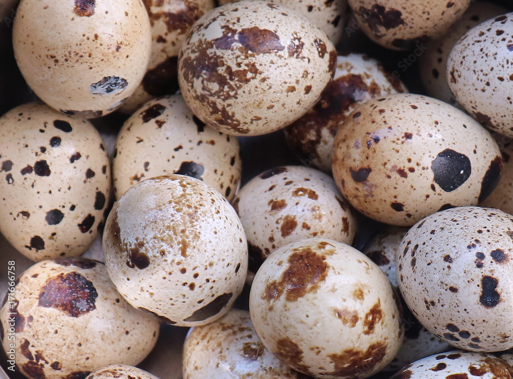 Obraz premium Quail eggs pile