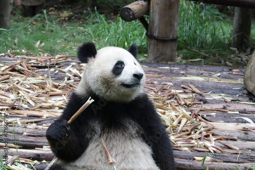 Fototapeta Naklejka Na Ścianę i Meble -  Playful Giant Panda