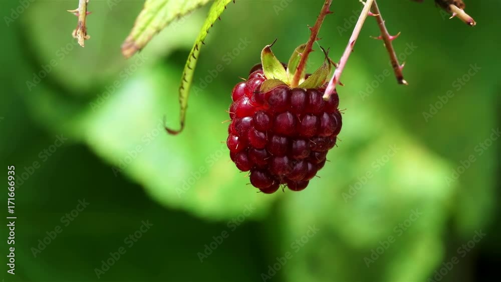 Macro red raspberry plant. Ripe fruits on a wild red Raspberry. Close up view of a ripe red raspberry fruit in a garden. healthy and organic food concept. nature background. ecology concept. Macro red raspberry plant. Ripe fruits on a wild red Raspberry. Close up view of a ripe red raspberry fruit in a garden. healthy and organic food concept. nature background. ecology concept.