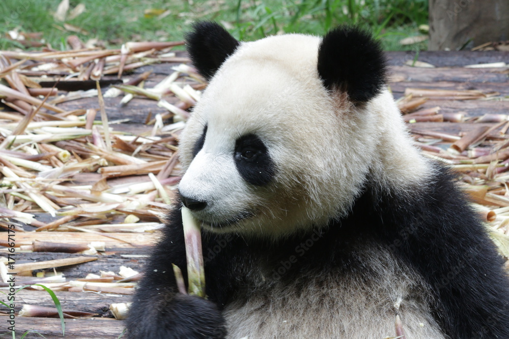 Giant Panda eating Bamboo Shoot,Chengdu,China