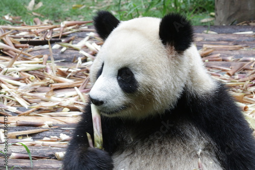 Fototapeta Naklejka Na Ścianę i Meble -  Giant Panda eating Bamboo Shoot,Chengdu,China