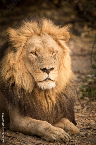 Male Lion  winking