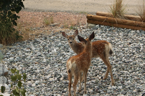 Backyard fawns