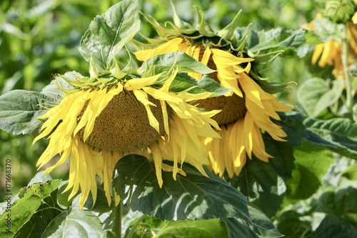 Nodding Sunflowers