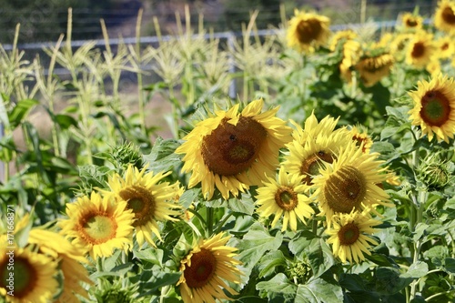 Sunshine in the garde