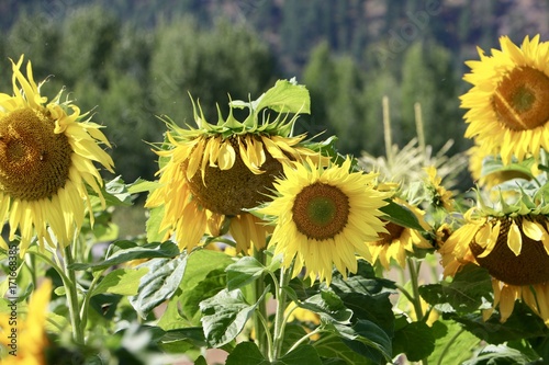 Sunflowers nodding