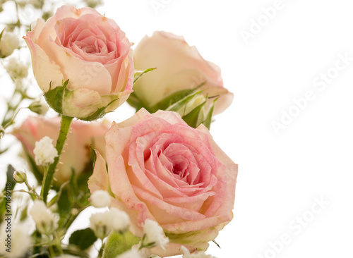 Bouquet of small decorative pink roses  with small white flowers on a white background with copy space for your text.