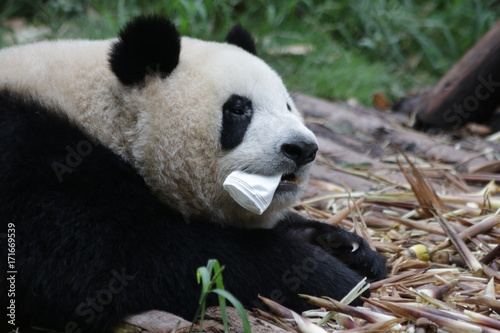 Fototapeta Naklejka Na Ścianę i Meble -  Giant Panda in Chengdu, China