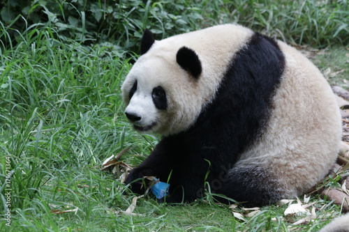 Fototapeta Naklejka Na Ścianę i Meble -  Giant Panda in Chengdu, China