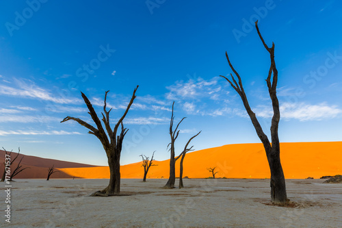 Camel Thorn Trees at Deadvlei during sunset over dunes, Namibia, Africa