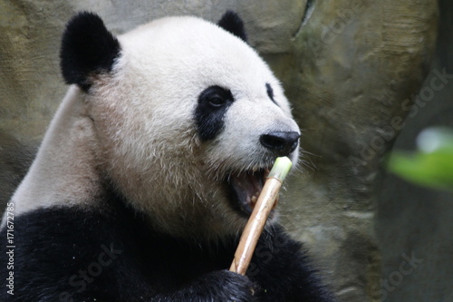 Fototapeta Naklejka Na Ścianę i Meble -  Giant Panda in Chongqing, China
