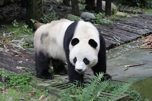 Fototapeta Naklejka Na Ścianę i Meble -  Giant Panda in Chongqing, China