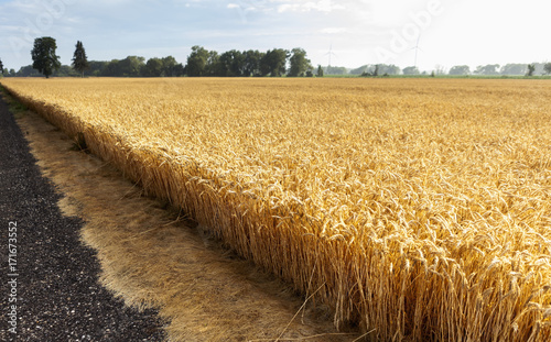 Wheat field photo