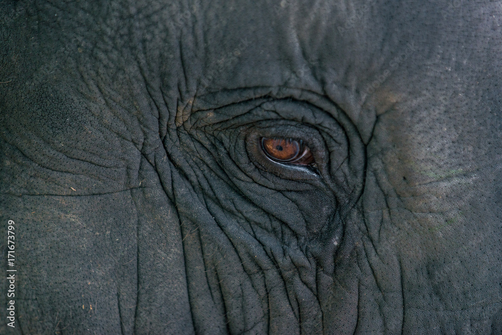 Thai Elephant Thai Elephant