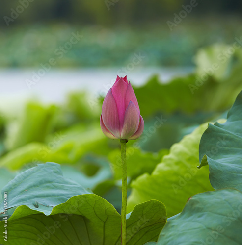 lotus flower