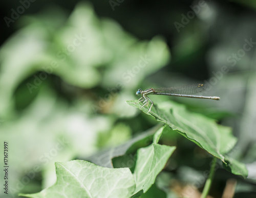 European dragonfly pearching on leaf in garden photo