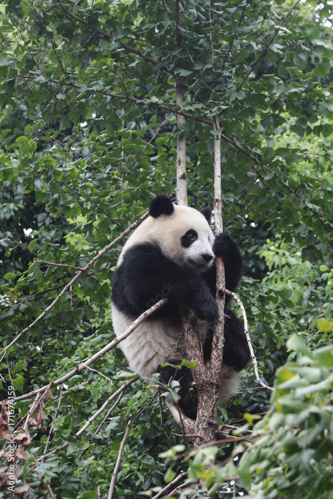Fototapeta premium Playful Panda Cubs on the Tree, Chengdu, China