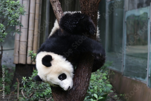 Fototapeta Naklejka Na Ścianę i Meble -  Panda Cub on the Tree, Chengdu ,China