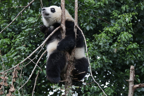 Fototapeta Naklejka Na Ścianę i Meble -  Little Panda is Having fun on Climbing up the Tree,Chengdu, China