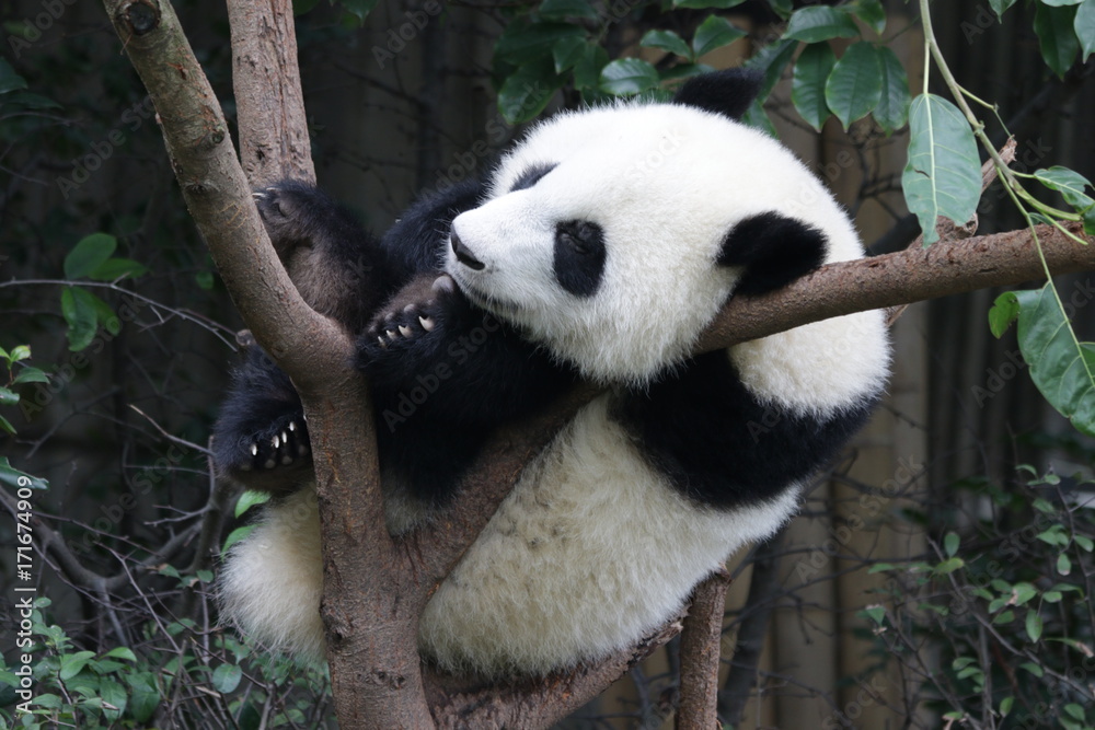 Obraz premium Sleeping Panda on the Tree, Chengdu, China