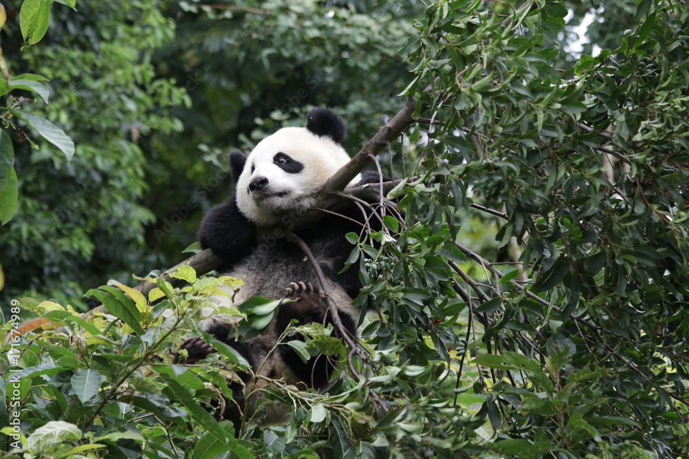 Naklejka premium Panda Cub on the Tree, Chengdu ,China