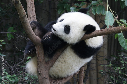 Fototapeta Naklejka Na Ścianę i Meble -  Sleeping Panda on the Tree, Chengdu, China