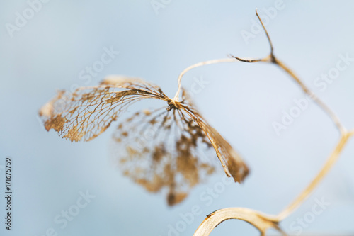 Dry flower rottin, extreme close up photo