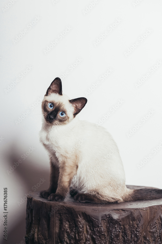 Beautiful siamese kitten Beautiful siamese kitten