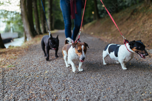 Dog walker with dogs enjoying in park.  © hedgehog94
