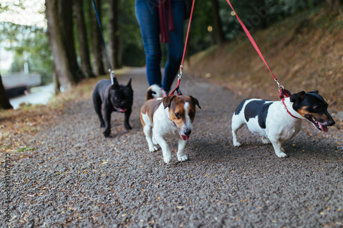 Photography Dog walker with dogs enjoying in park.