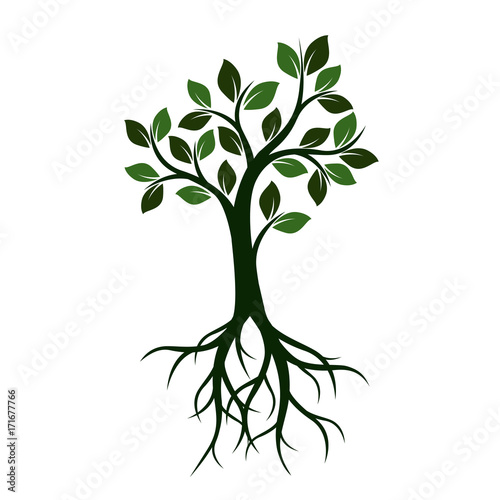 Green Tree with Leaves and Roots. Vector Illustration.
