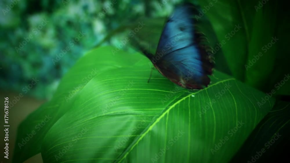4k Close-up Butterfly Blue Morpho Flapping Wings