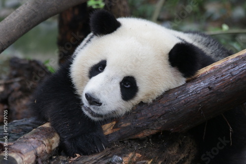 Closed up Sweet Panda Face, Chengdu, China
