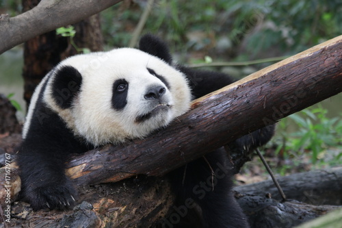 Fototapeta Naklejka Na Ścianę i Meble -  Closed up Sweet Panda Face, Chengdu, China