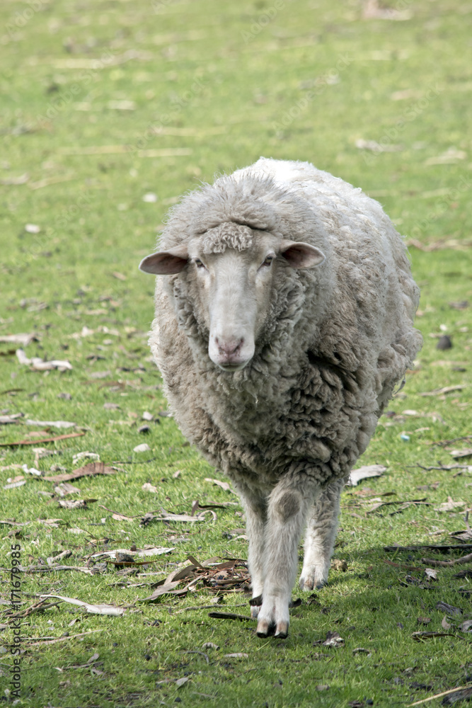 sheep