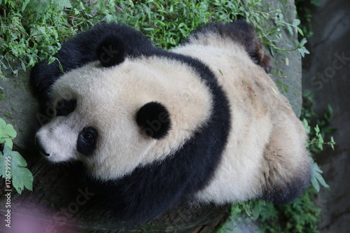 Fototapeta Naklejka Na Ścianę i Meble -  Panda Cubs is Relaxing on the Playground, Chengdu, China