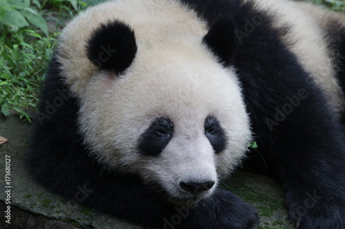 Fototapeta Naklejka Na Ścianę i Meble -  Closed-up Panda face, Chengdu, China