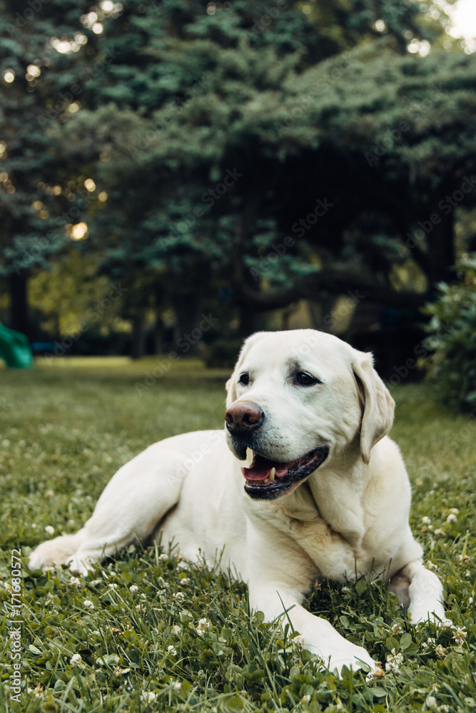 A white dog laying on a lawn A white dog laying on a lawn