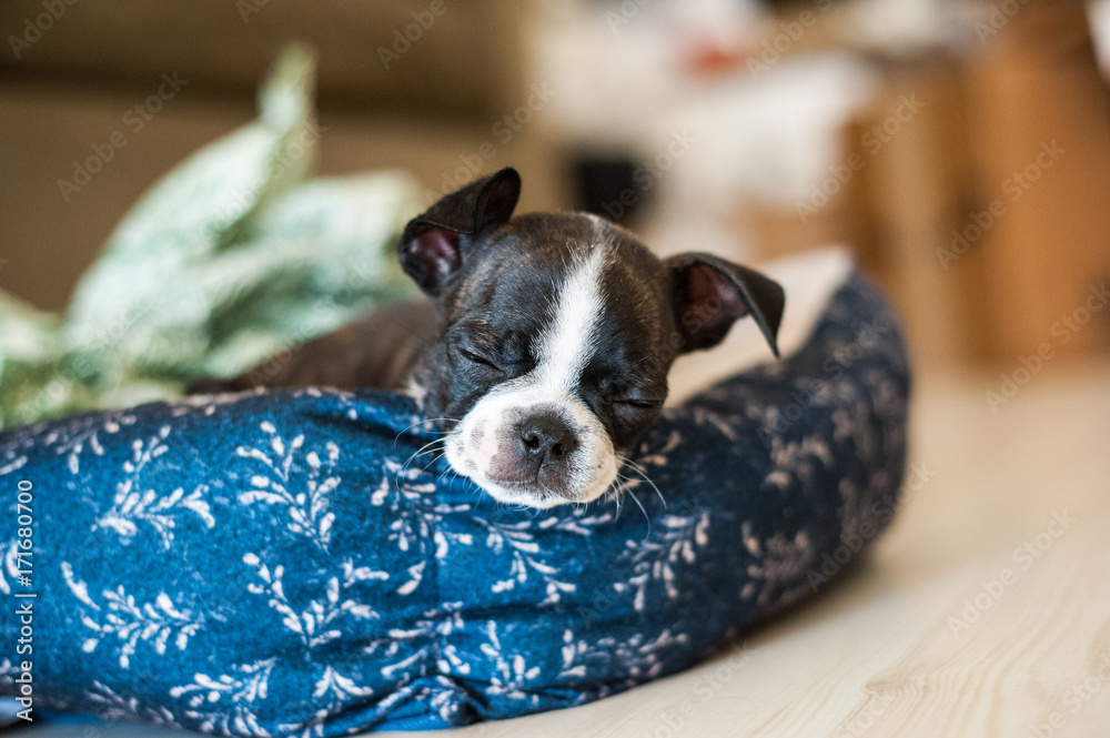 Bruce the Boston Terrier/Pug as a puppy Bruce the Boston Terrier/Pug as a puppy