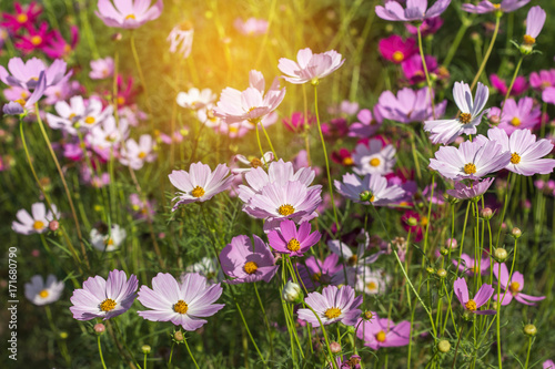 close up colorful pink cosmos flowers blooming in the field on sunny day