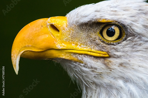 Horizontal photo of a closeup of the head of a bald eagle in profile with a dark background photo