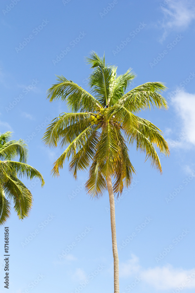 Trunk and leaves of coconut isolated. Background of blue sky.