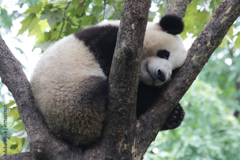 Sleeping Panda on the Tree,Chengdu, China