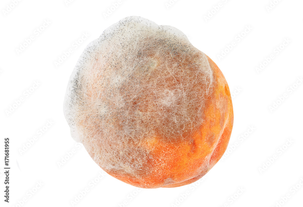 Fototapeta premium Molded peach on white