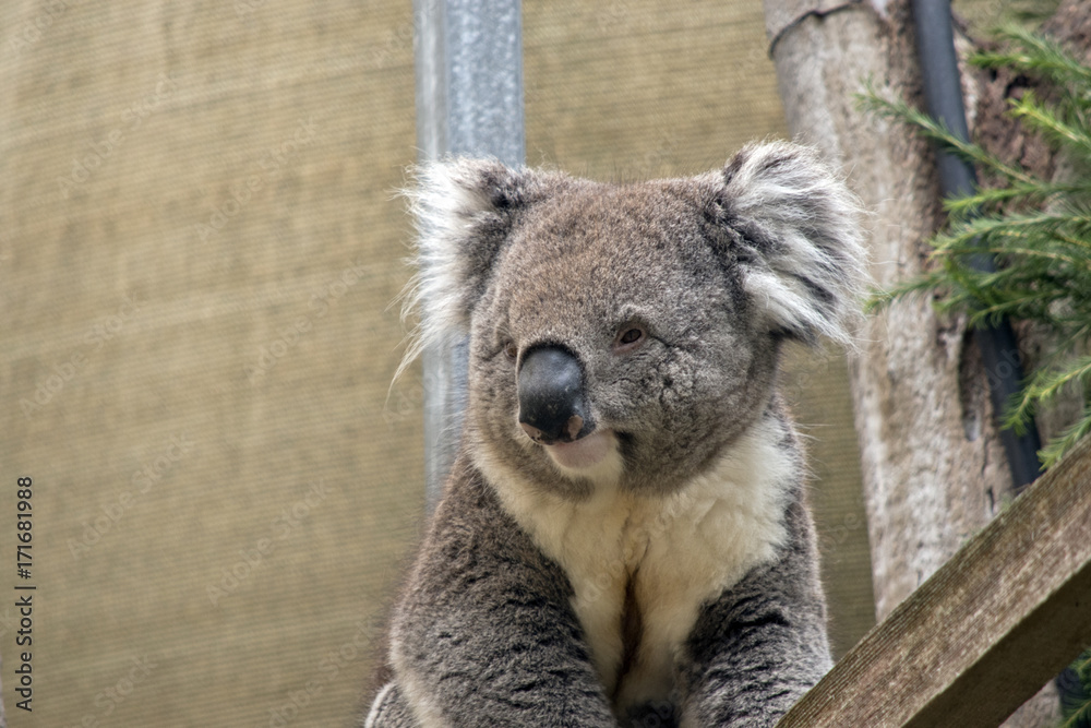 Fototapeta premium koala