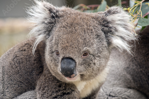 Fototapeta Naklejka Na Ścianę i Meble -  koala